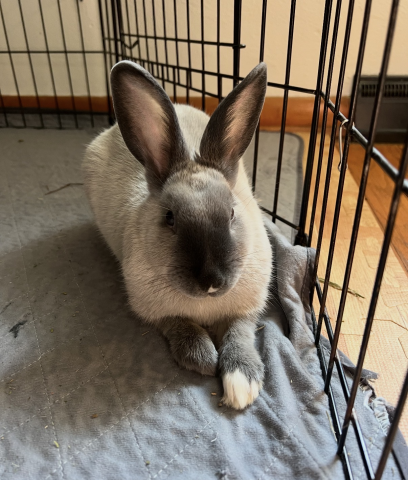 Rabbit Photo
