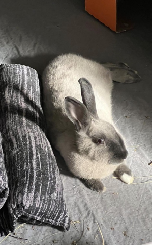 Rabbit Photo