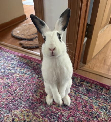 Rabbit Photo