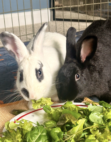 Rabbit Photo