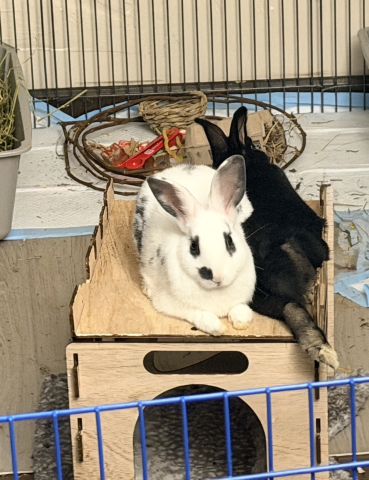 Rabbit Photo