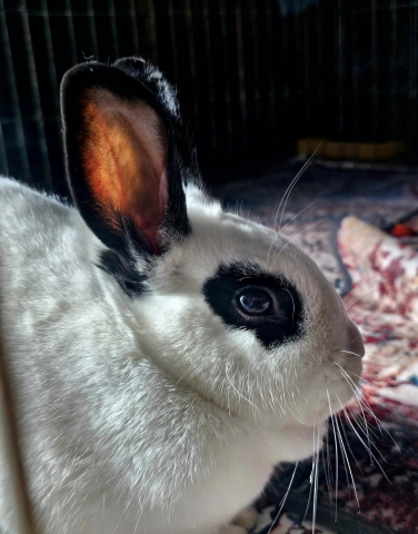 Rabbit Photo