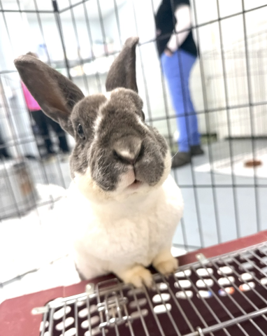 Leo is available for adoption!
