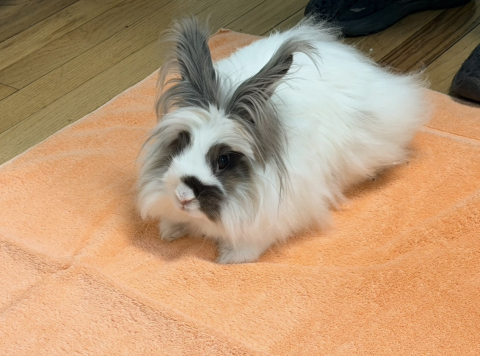 Rabbit Photo