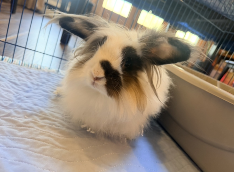 Rabbit Photo