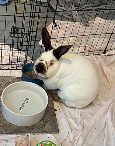 Rabbit Photo