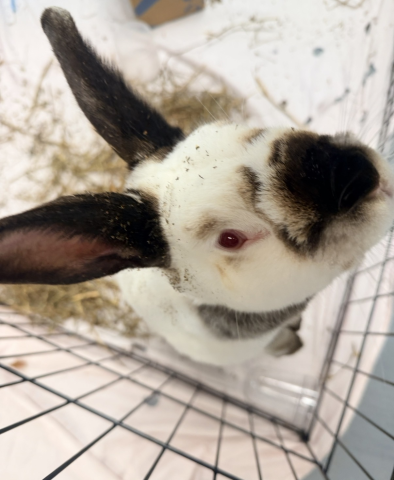 Rabbit Photo
