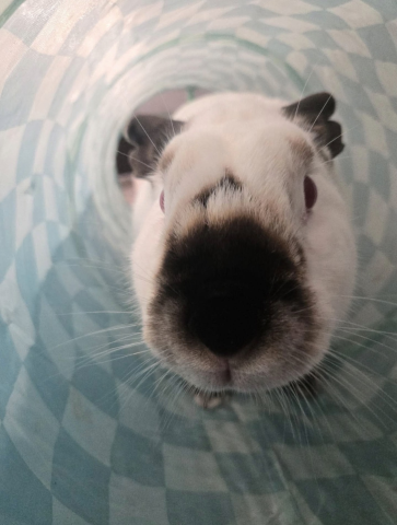 Rabbit Photo