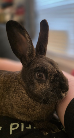 Rabbit Photo