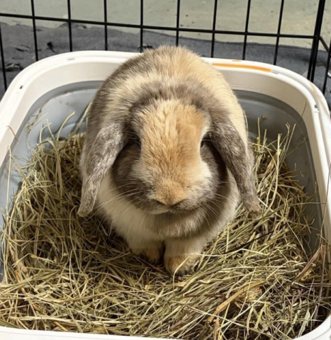 Rabbit Photo