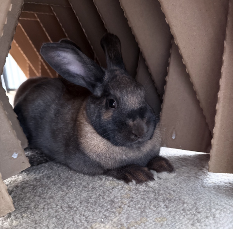Rabbit Photo