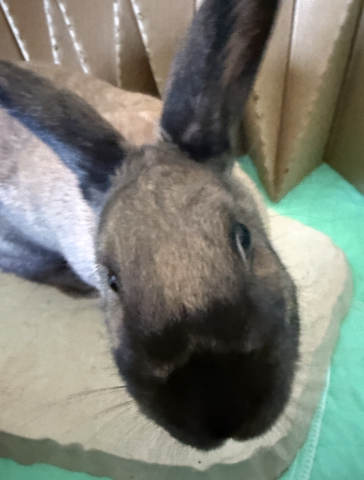 Rabbit Photo