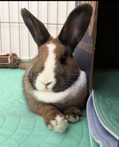 Rabbit Photo