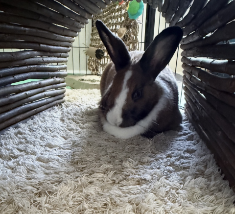 Rabbit Photo