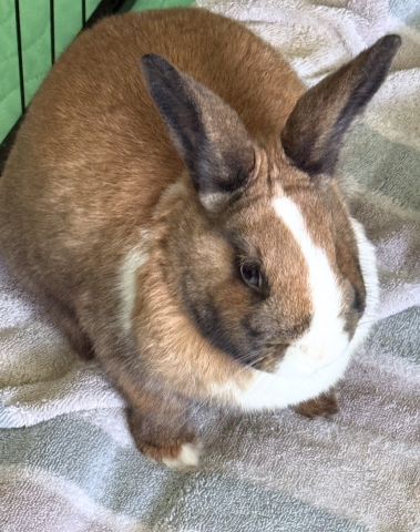 Rabbit Photo