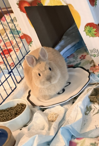 Rabbit Photo