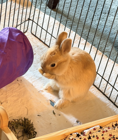 Rabbit Photo