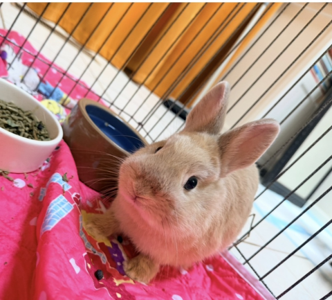 Rabbit Photo