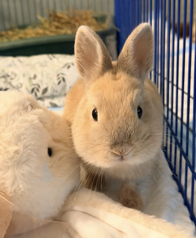Rabbit Photo