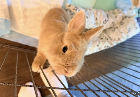 Rabbit Photo