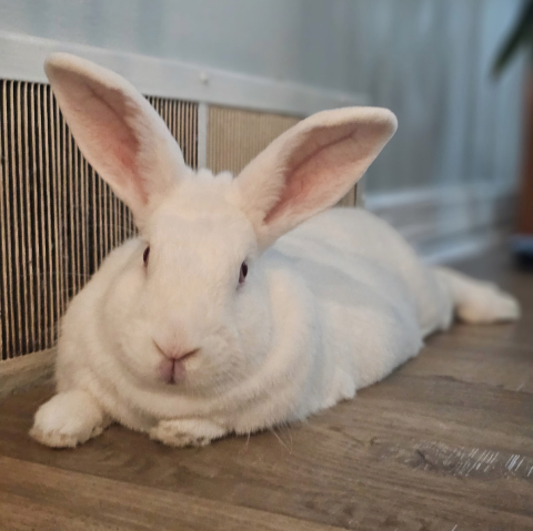 Rabbit Photo