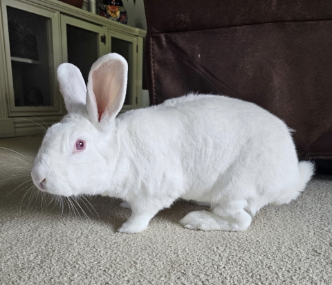 Rabbit Photo