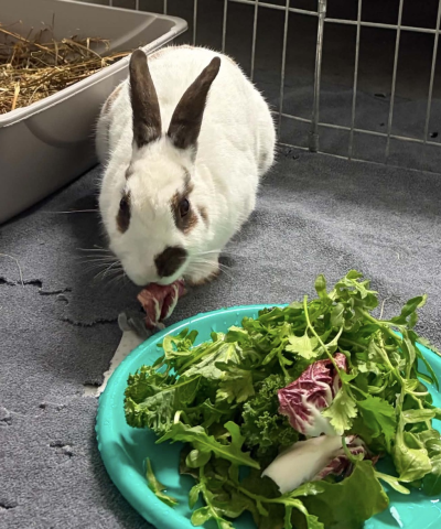 Rabbit Photo