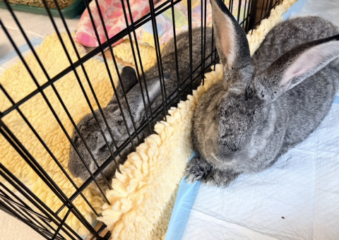Rabbit Photo