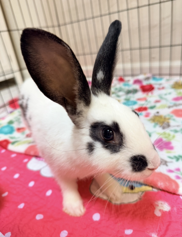 Rabbit Photo