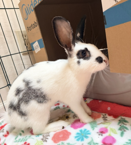 Rabbit Photo