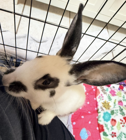 Rabbit Photo