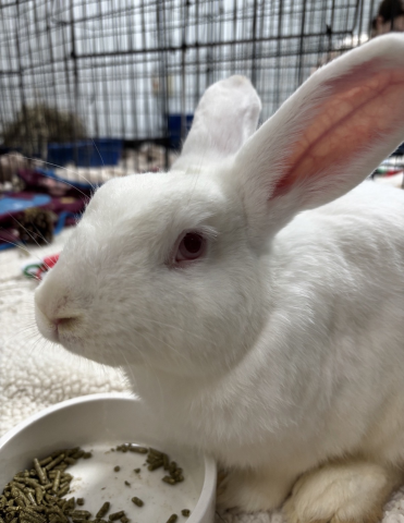 Rabbit Photo