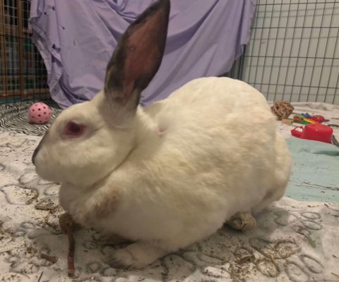 Rabbit Photo