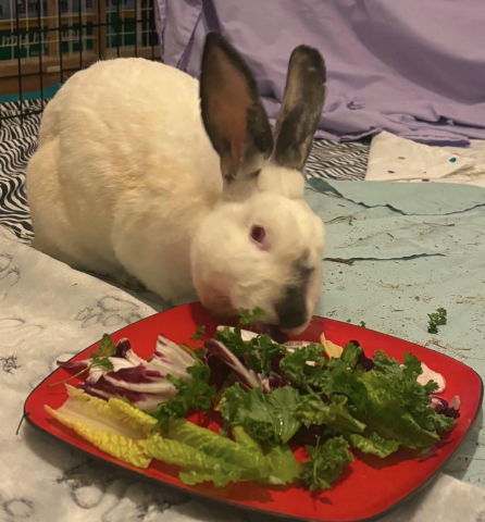 Rabbit Photo