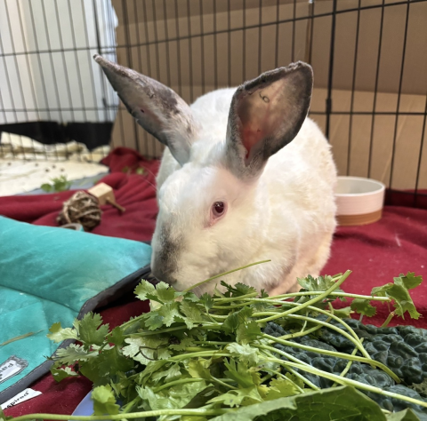 Rabbit Photo