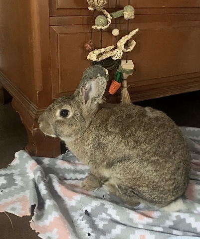 Rabbit Photo