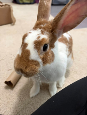 Rabbit Photo
