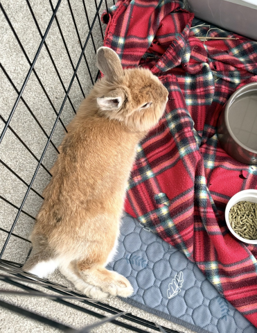 Rabbit Photo