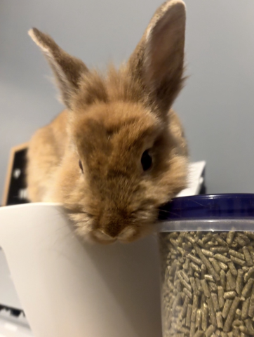 Rabbit Photo