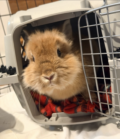 Rabbit Photo