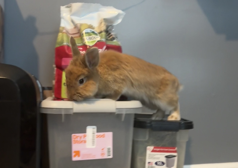 Rabbit Photo