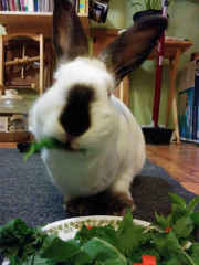 rabbit eating greens