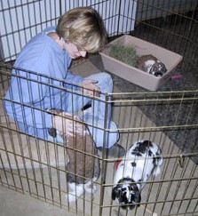 three rabbits meet for the first time