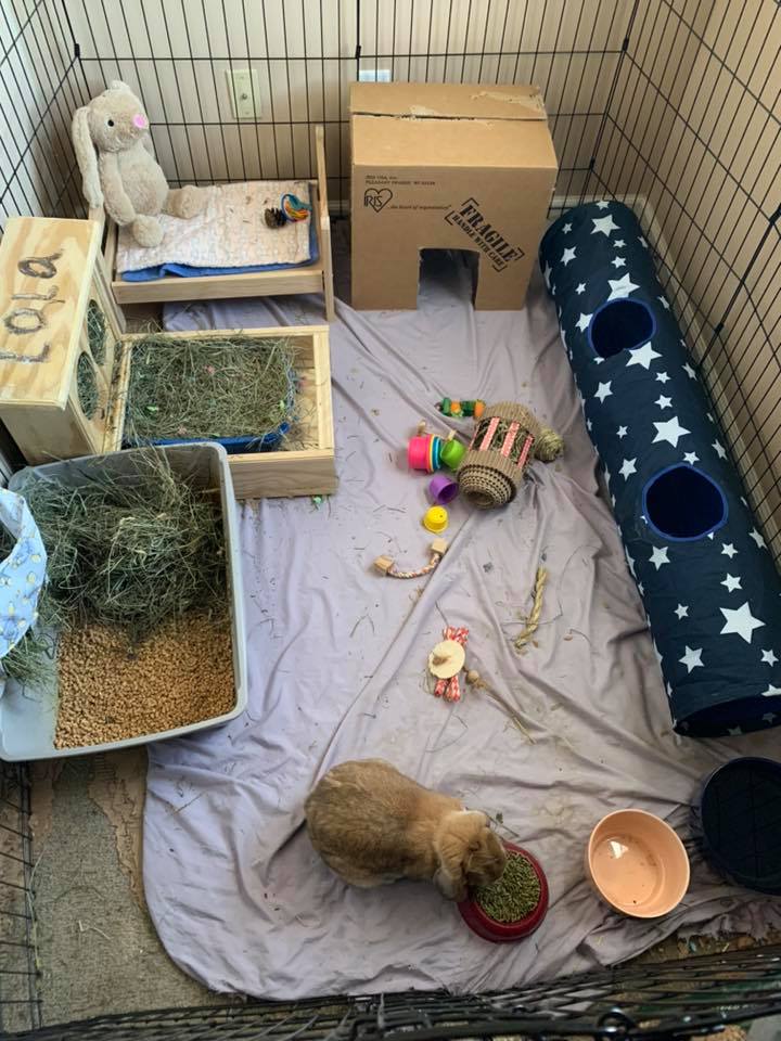 Cardboard Box Ideas For Rabbits Isolaserena