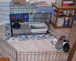 rabbit indoor enclosure