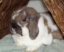 rabbit in tent