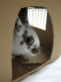 shy rabbit in box