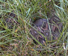 Wild rabbit babies